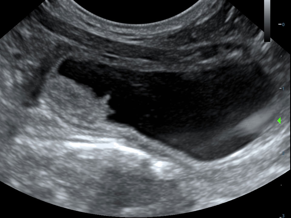 Echografie voor gezelschapsdieren van dracht, buik en hart bij DAPZWD Echografie voor gezelschapsdieren van dracht, buik en hart bij DAPZWD
