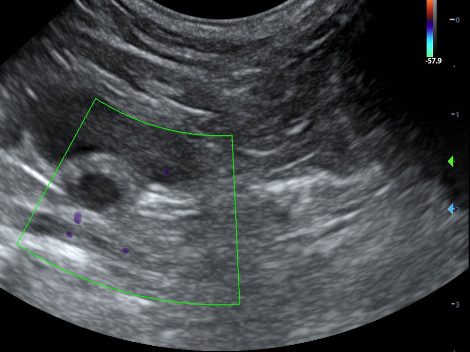 Echografie voor gezelschapsdieren van dracht, buik en hart bij DAPZWD