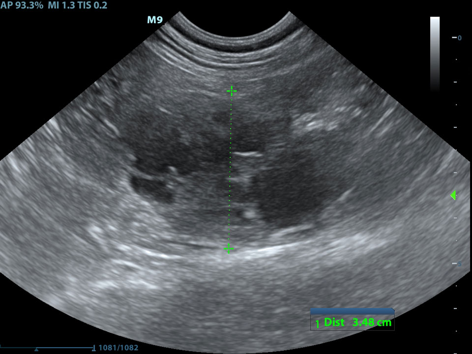 Echografie voor gezelschapsdieren van dracht, buik en hart bij DAPZWD