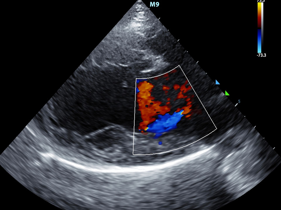 Echografie voor gezelschapsdieren van dracht, buik en hart bij DAPZWD